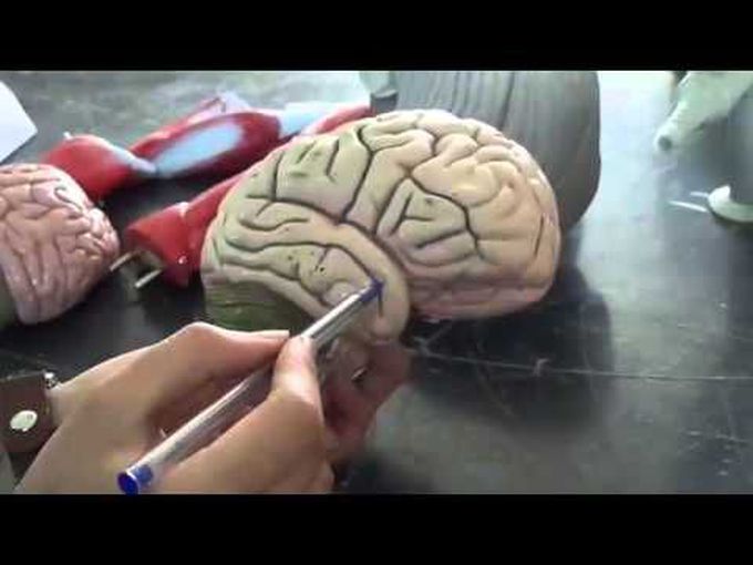 Superolateral Surface of Cerebral Hemisphere: A Tutorial