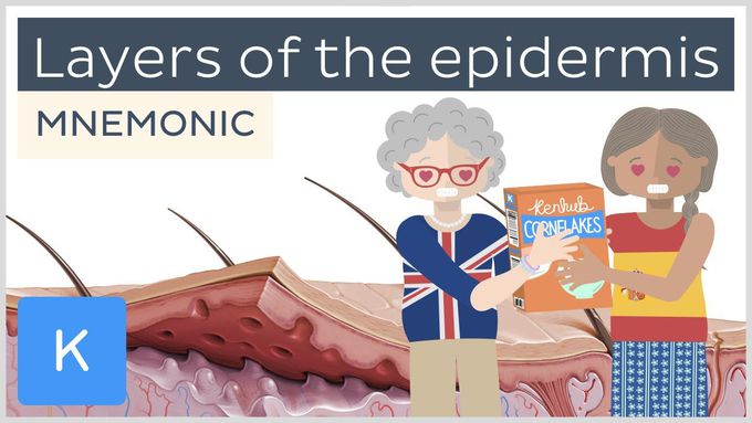 Layers of the Epidermis Mnemonic | Kenhub Anatomy
