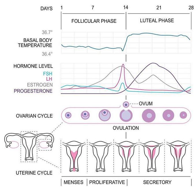 Menstrual Cycle