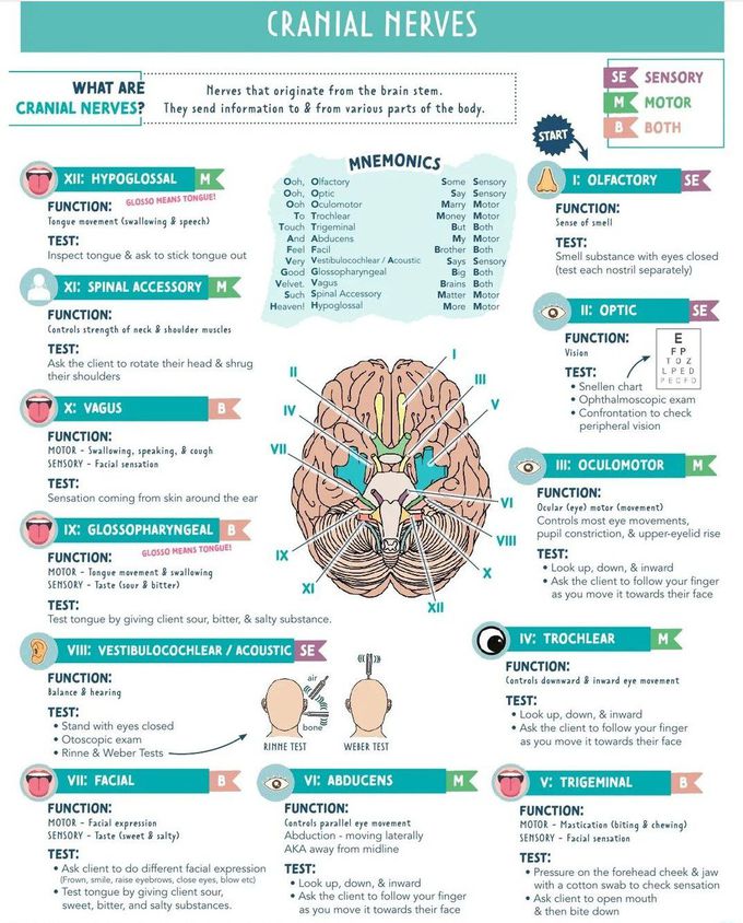 Cranial Nerves