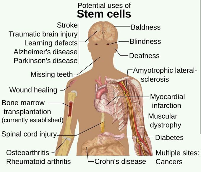 Potential uses of stem cells