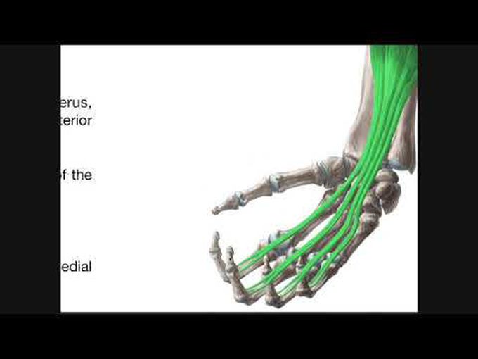 Anterior Compartment of Forearm- Muscles of the Intermediate and Deep layers