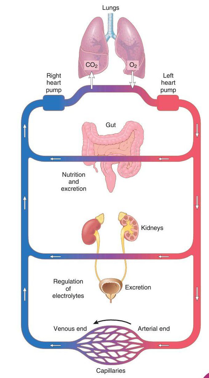 Circulatory test