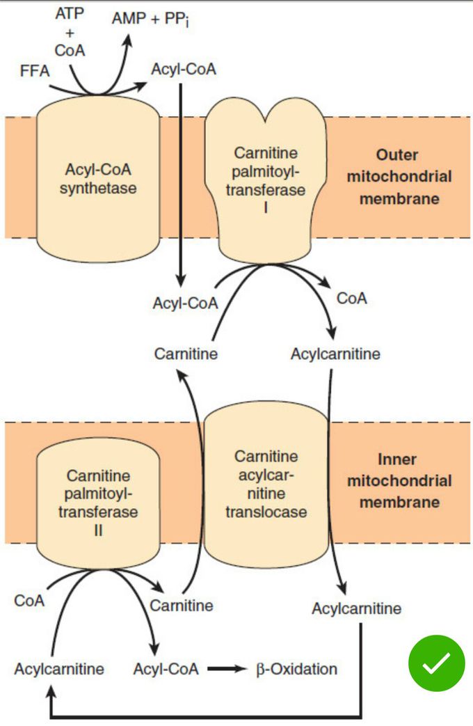 Fat burner cycle...