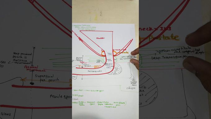 Perineal pouches-sup.&deep, pelvic diaphragm, urogenital diaphragm, perineal membrane - made simple🤗