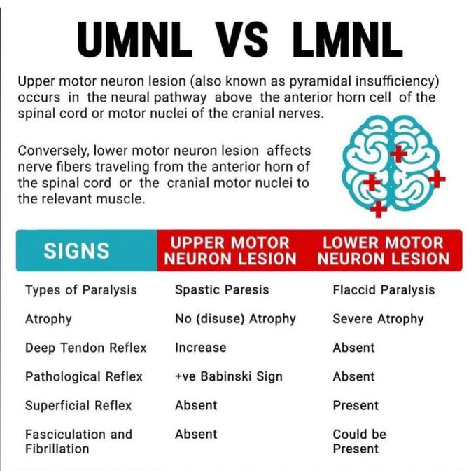 UMNL VS LMNL