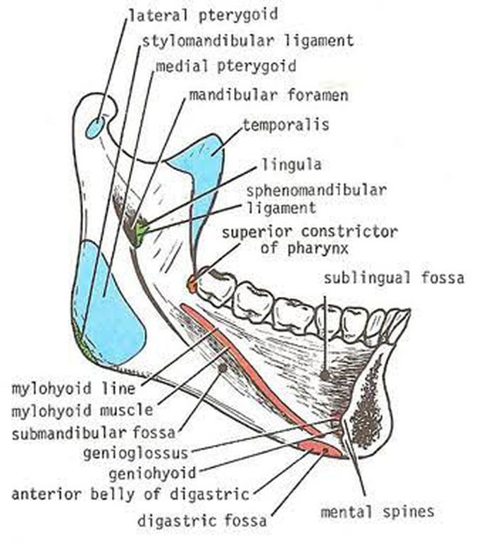 Muscle attachment of the mandible - MEDizzy