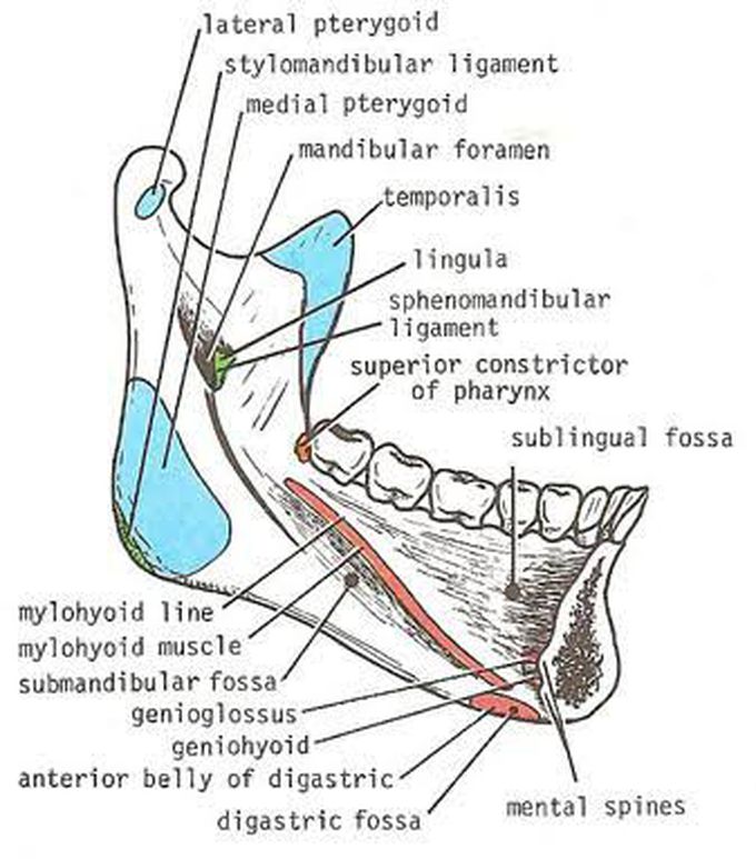 Muscle attachment of the mandible