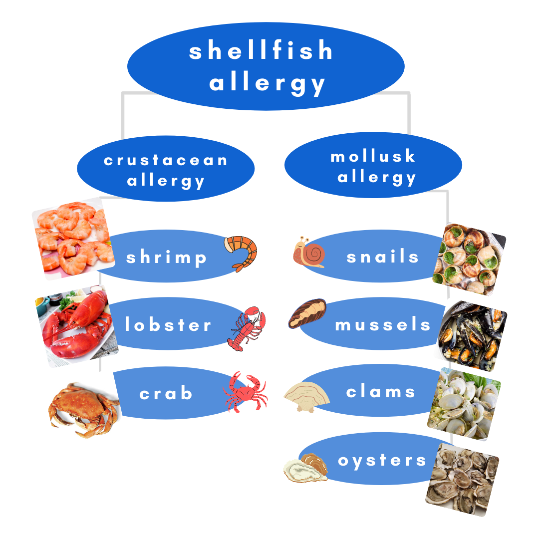 shellfish-allergy-medizzy