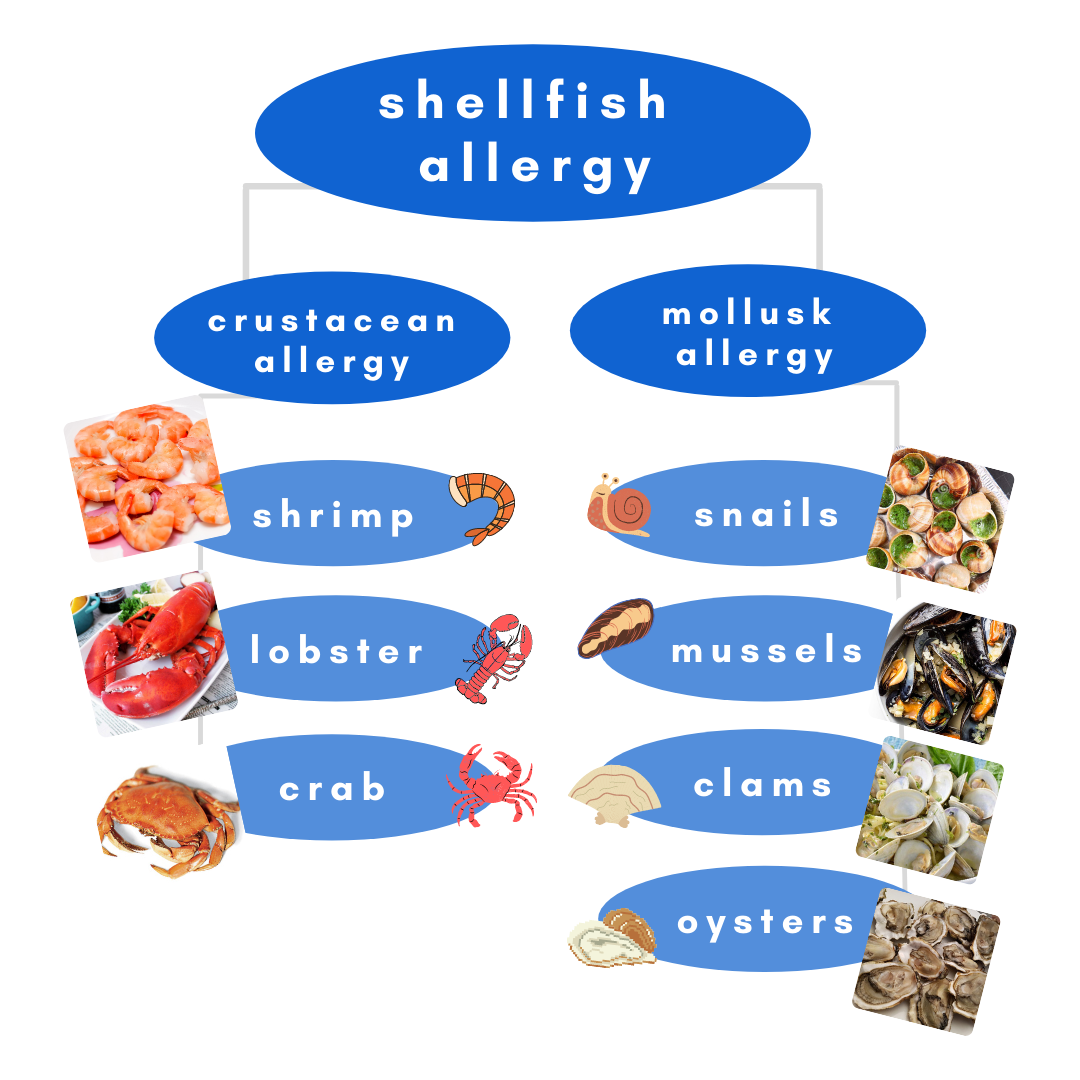 Shellfish Allergy MEDizzy