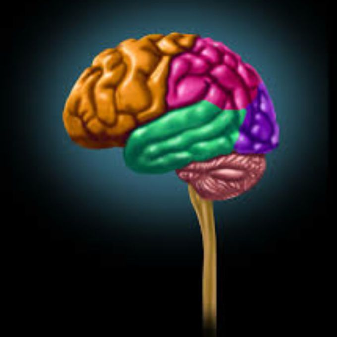 Human Brain!!