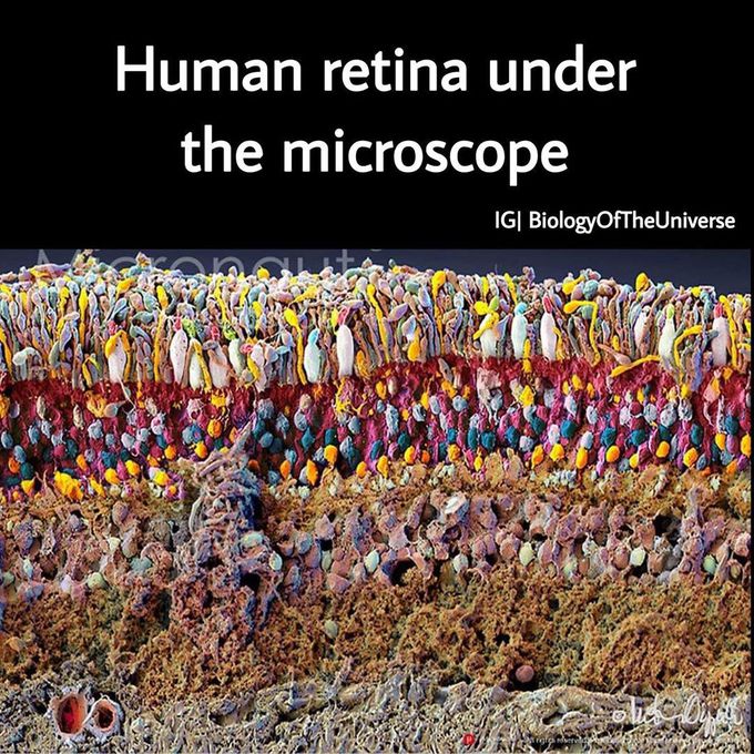 Ratina under the microscope