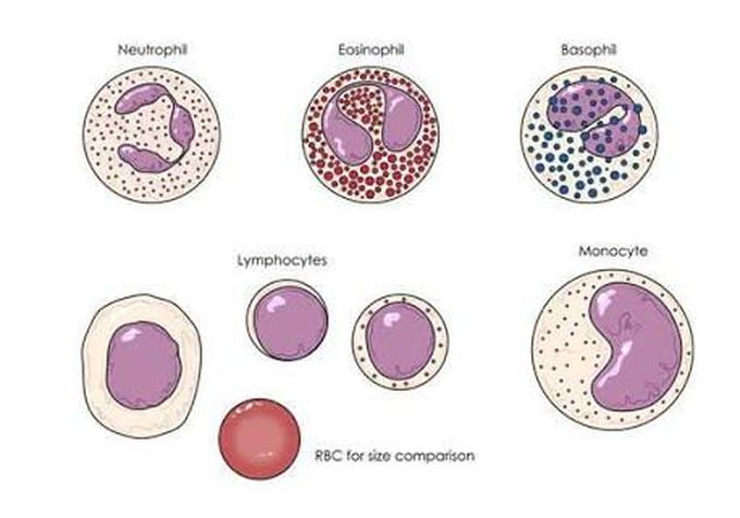 Blood smear