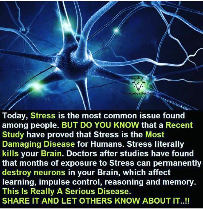 Brain