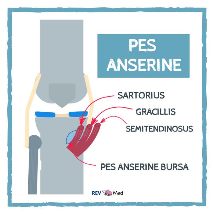 The Pes Anserine tendons! - Anatomy