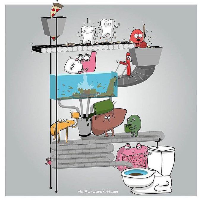 The functioning of the digestive system
