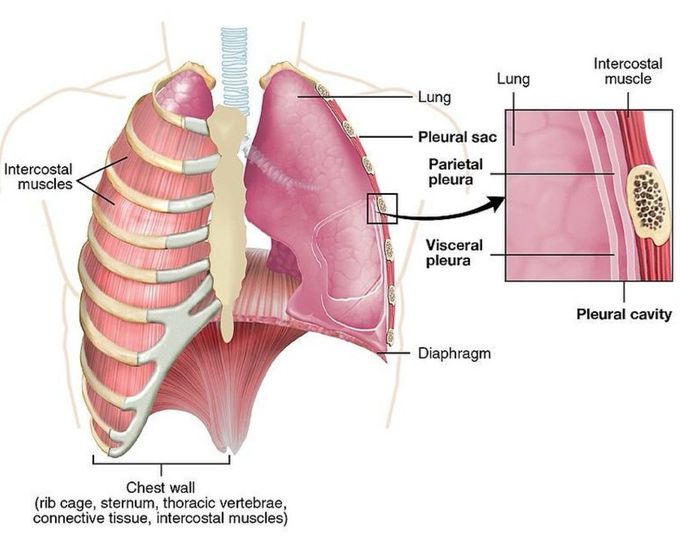 Anatomy of the Lungs