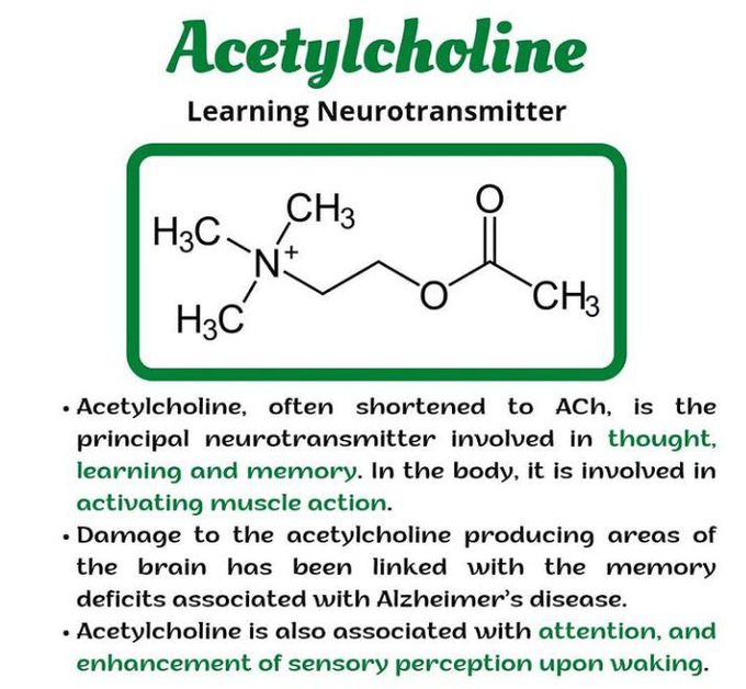 Acetylcholine-The Learning Neurotransmitter