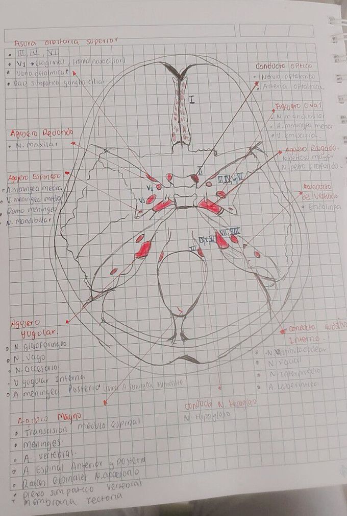 Skull base