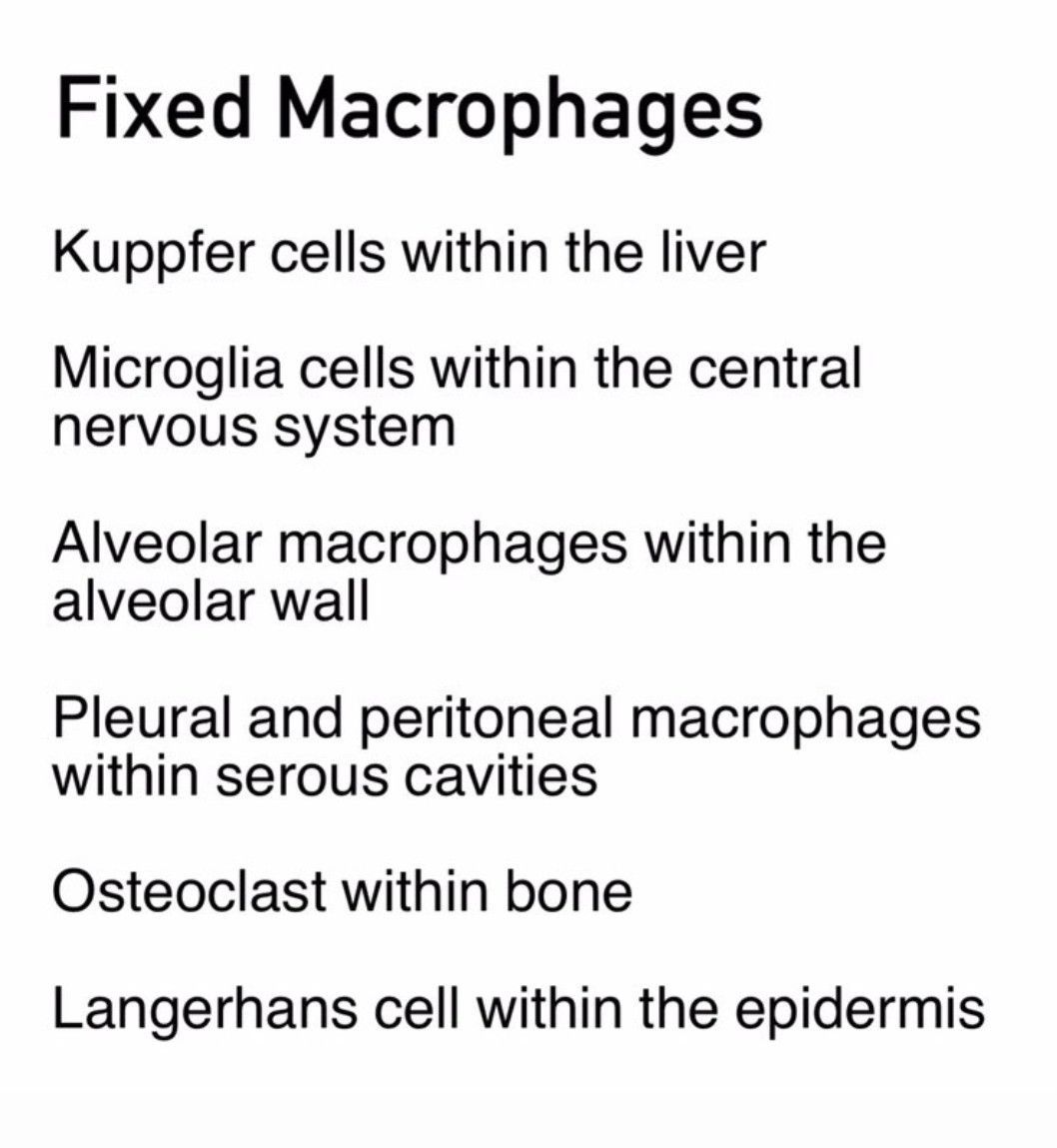 Fixed Macrophages - MEDizzy