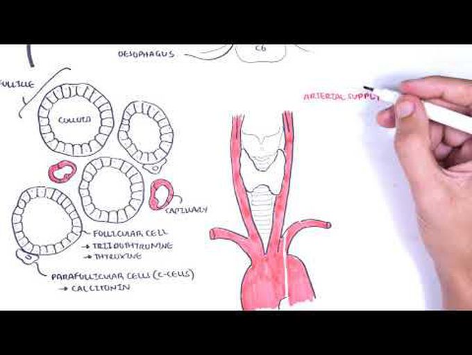 Thyroid gland