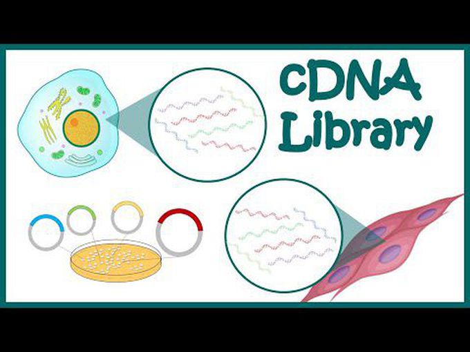 cDNA Library