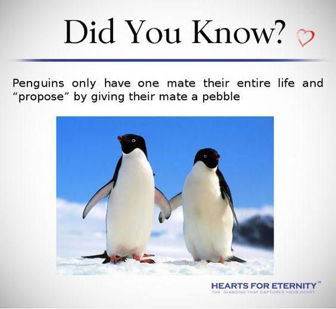 Penguin fact