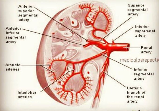 Renal blood flow