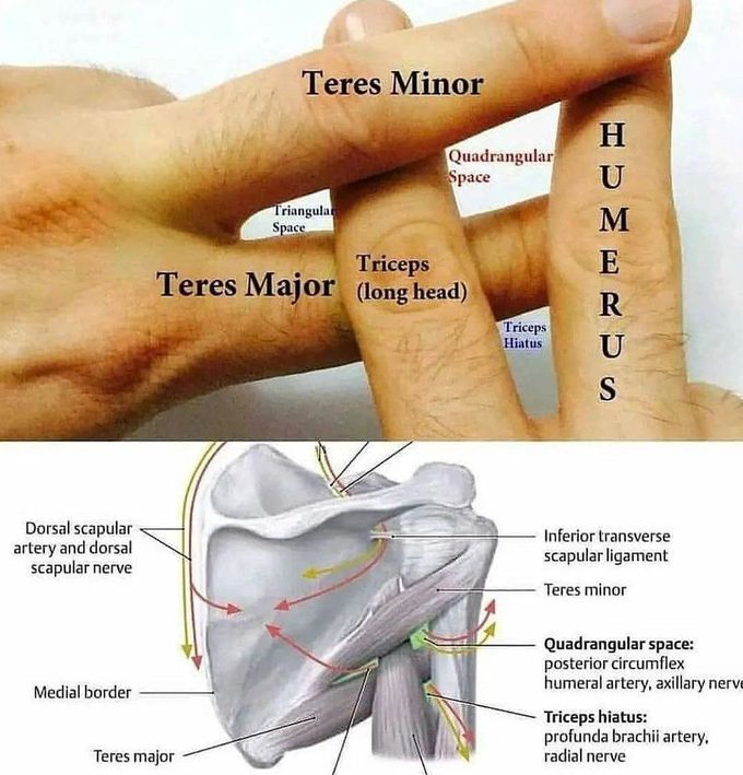 Important Muscle Attachments