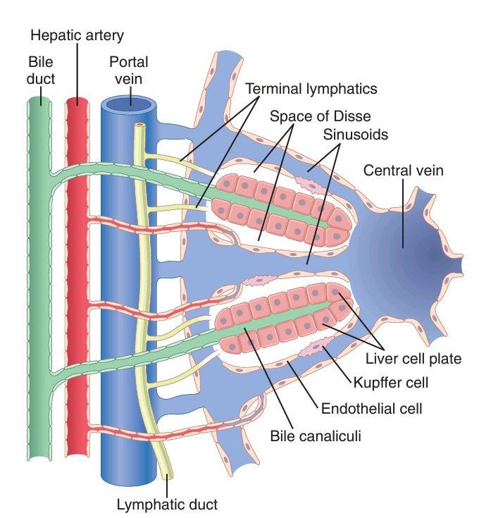 Liver lobule