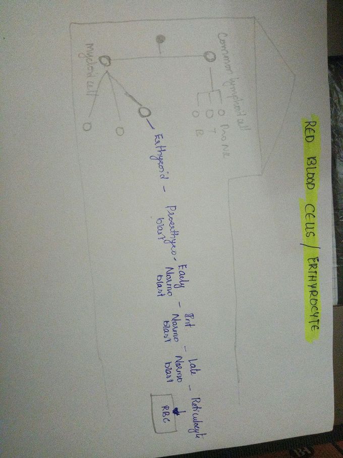 formation of rbc in bone marrow
