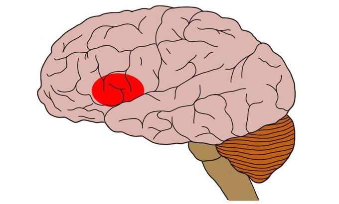 Broca's area function or associated with ?