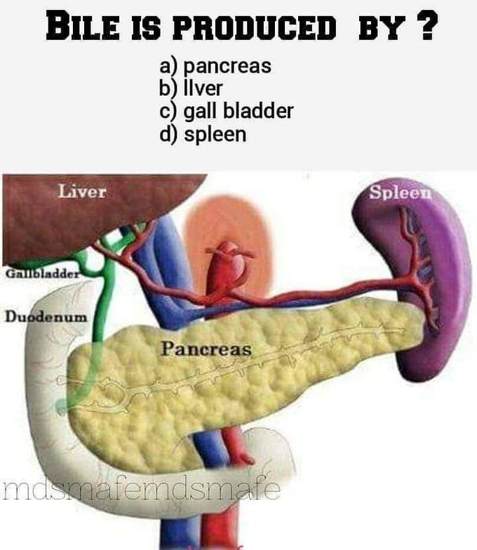 Bile is produced by_____?