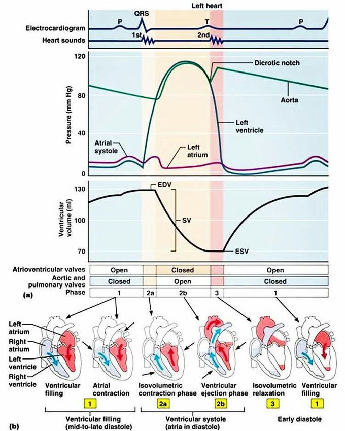 Systemic blood circulation - MEDizzy