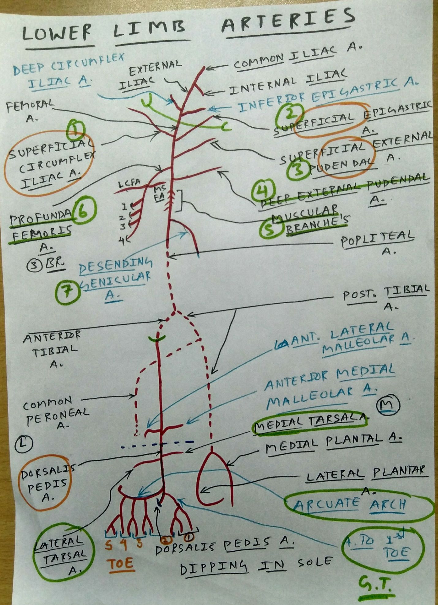 Image Result For Flow Chart Of Arteries Lower Limb