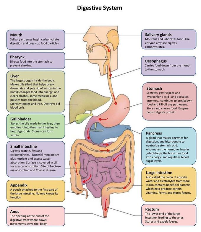 Digestive  system.