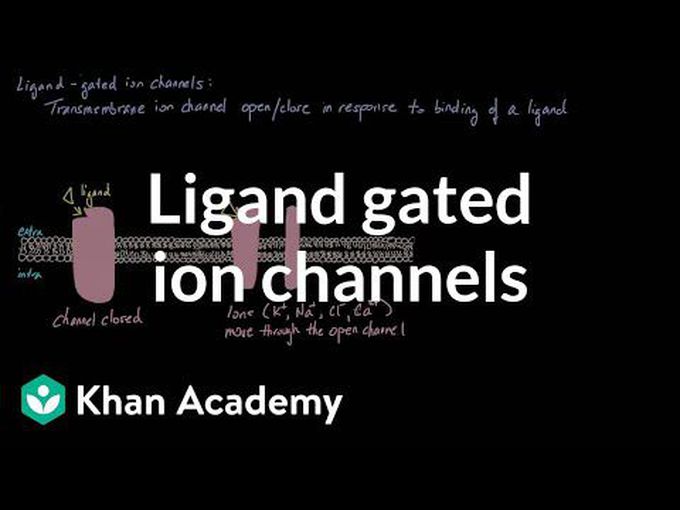 Working of ligand gated ionic channels