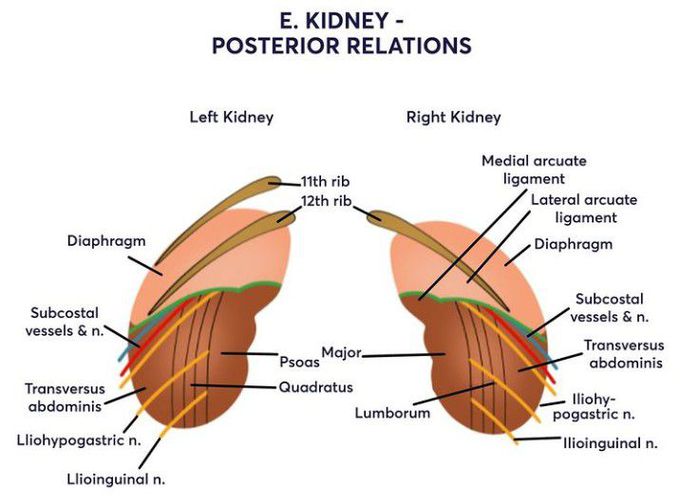 Kidney -Posterior Relations