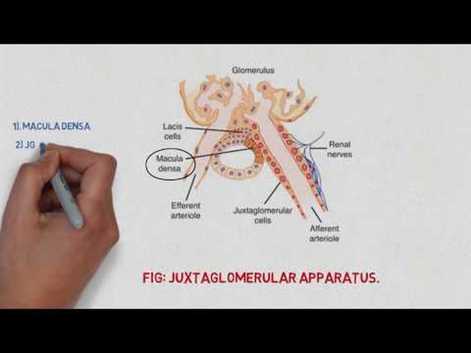 Juxtaglomerular Apparatus Histology