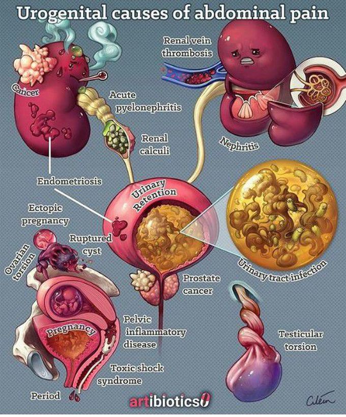 The  Urogenital