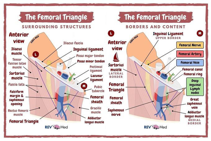 The femoral triangle