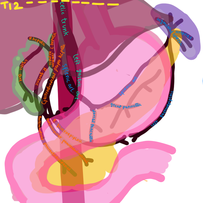 Arterial supply of the foregut