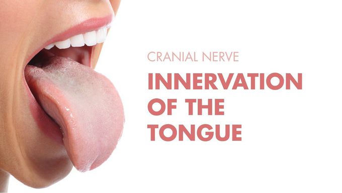 Innervation of the Tongue | Cranial Nerves