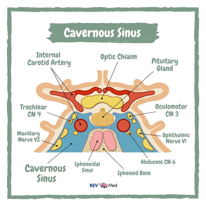 internal carotid artery cavernous sinus