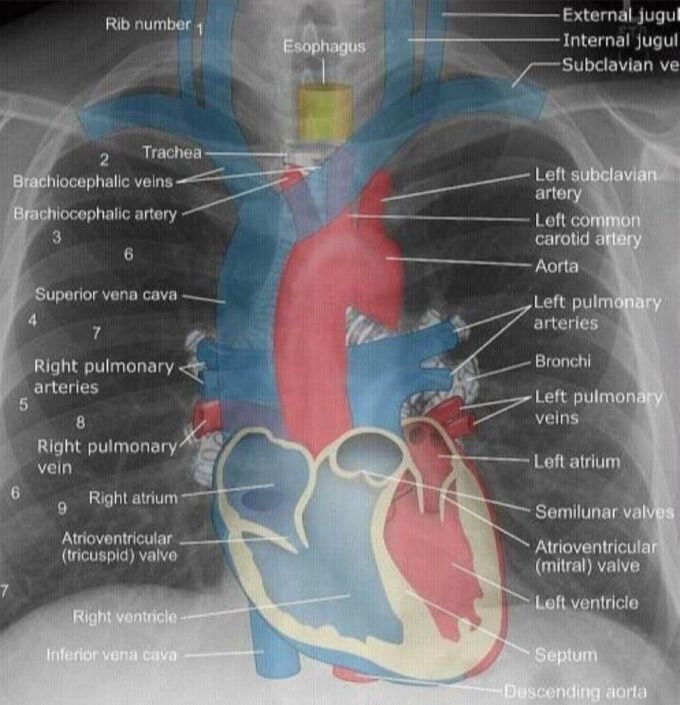 Heart Anatomy
