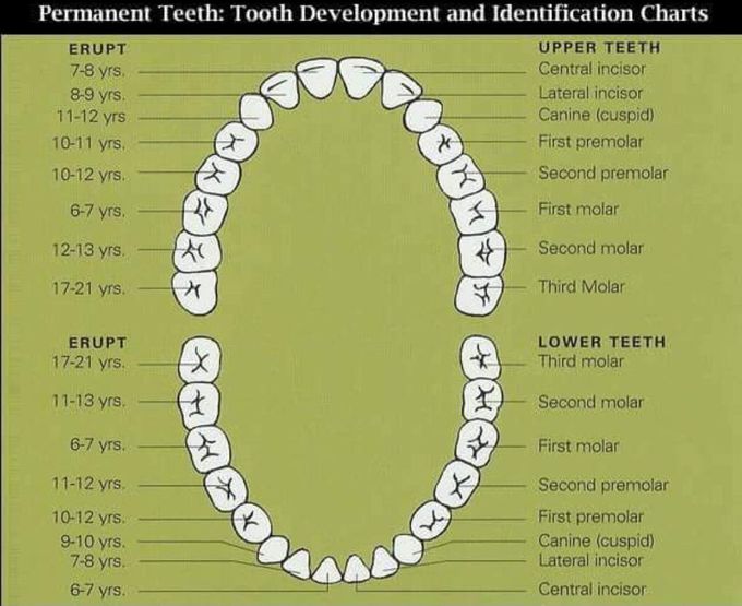 Tooth development