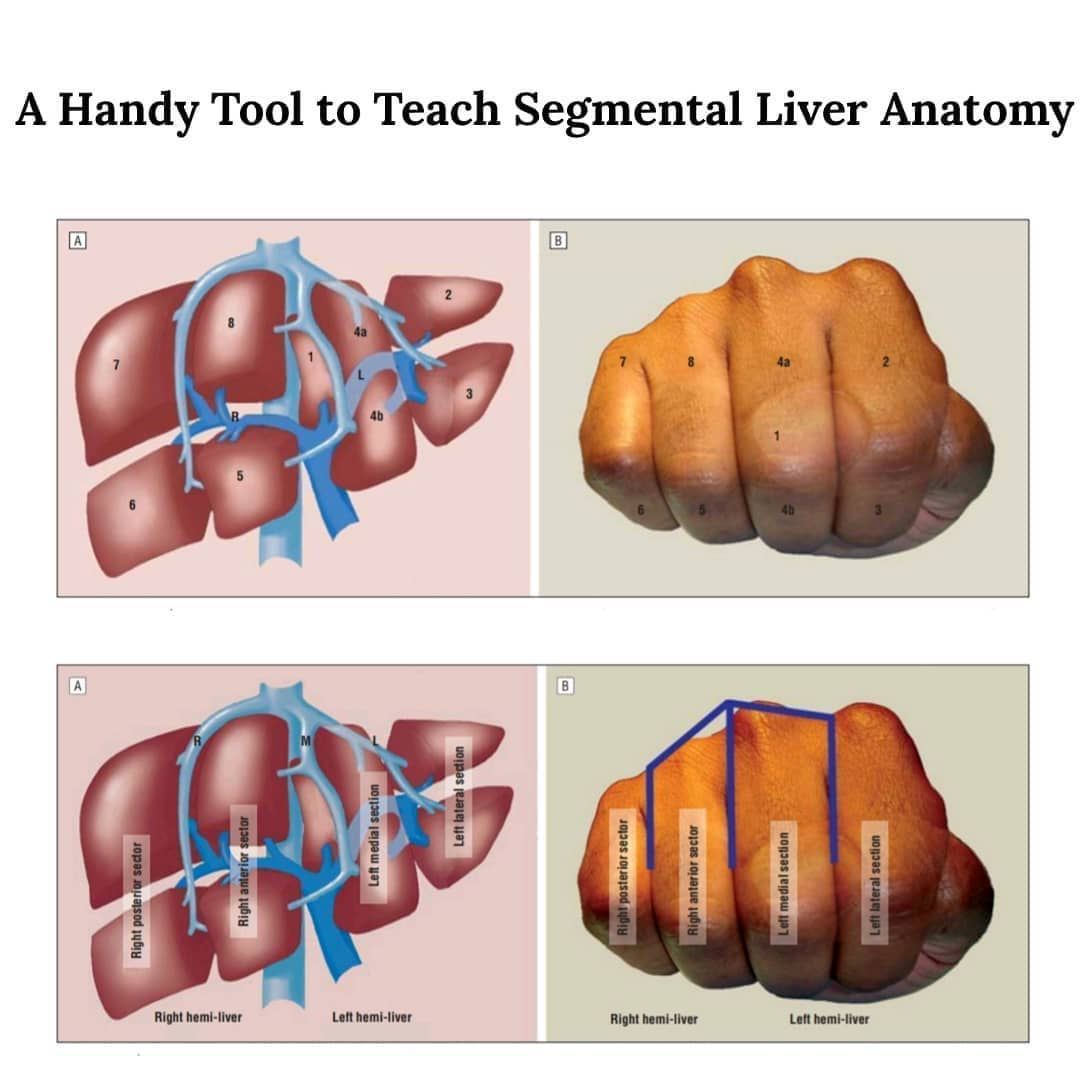 Lobes of the Liver