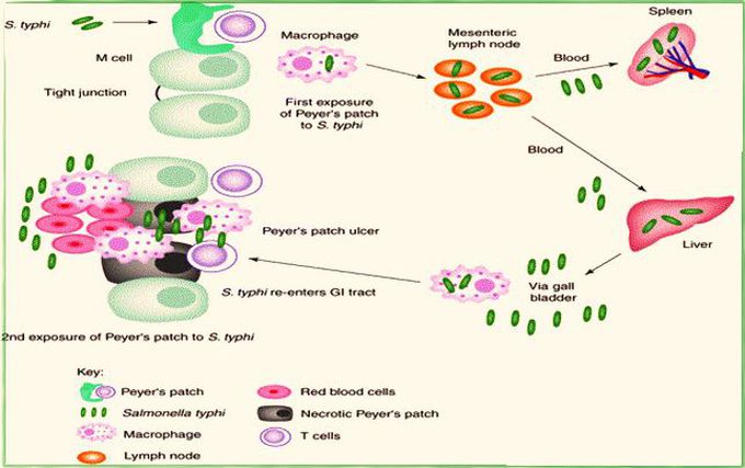 Life cycle of Salmonella typhi in human body