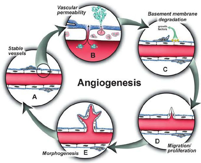 Angiogenesis