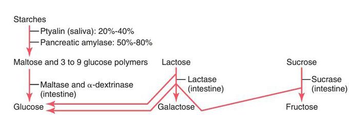 Digestion of carbohydrates